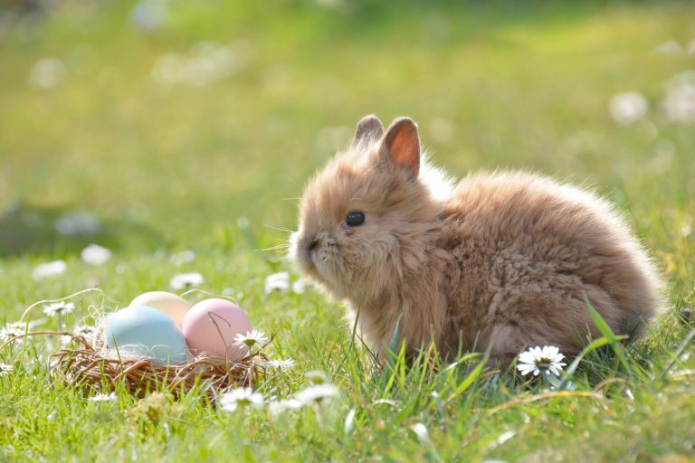 Read more about the article Easter Fun For Kids In Colchester