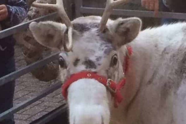 Snowflake the Reindeer